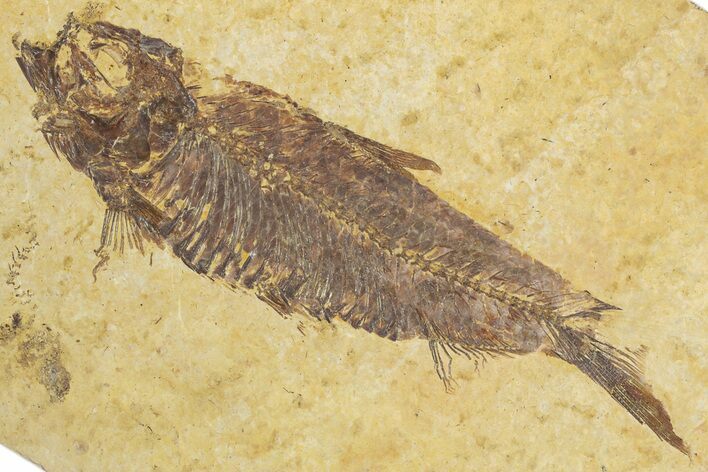 Detailed Fossil Fish (Knightia) - Wyoming #355614